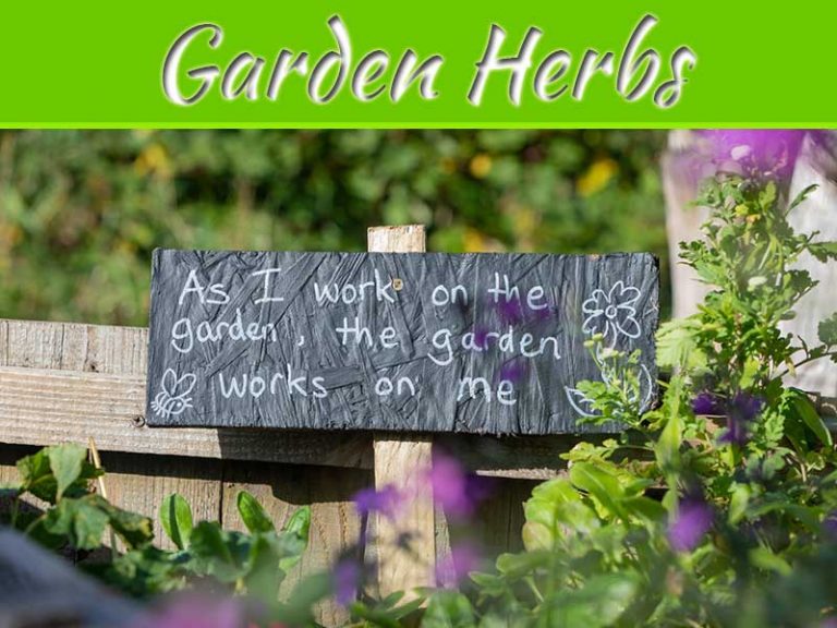 4 Reasons To Grow Healing Herbs In Your Garden