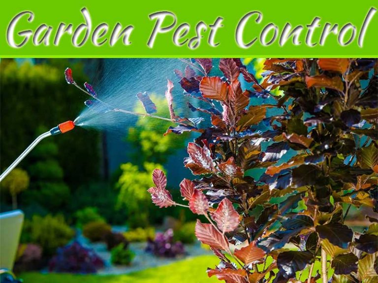 Beginners Guide To Protecting Your Garden From Pests