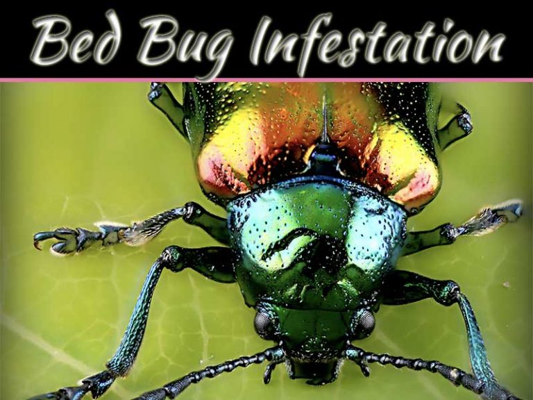 How Do I Make My Bed Bed Bug Proof?