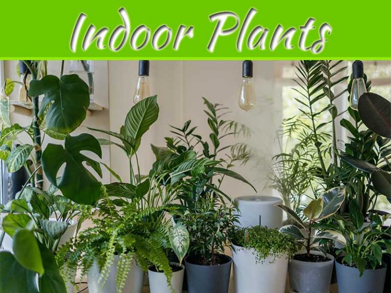 How Do You Arrange Aesthetically In Plants?