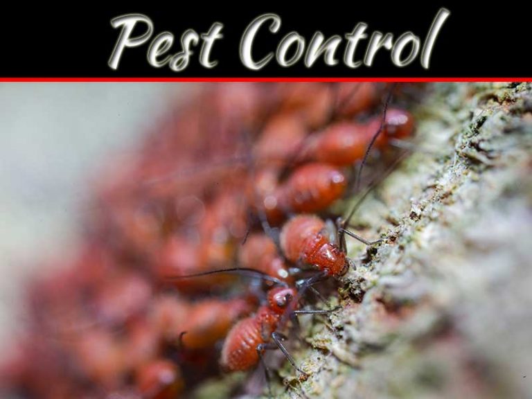 How To Get Rid Of Outdoor Pests: Expert Tips