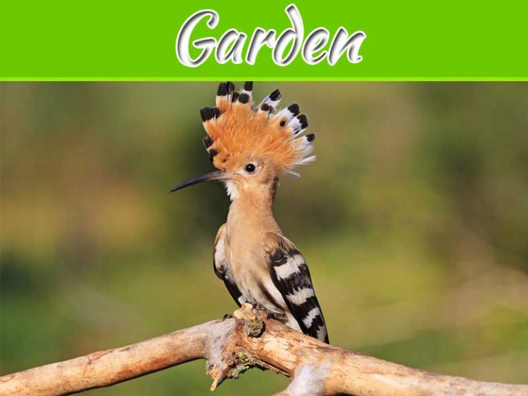 Bird Exclusion For Gardens