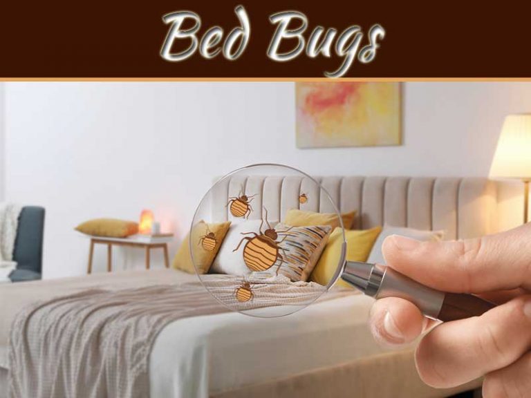 Top 5 Tips To Deal With Houston's Bed Bug Epidemic