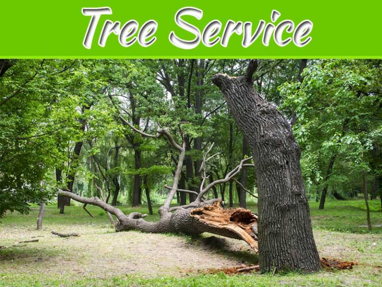 Top Ten Signs You Need Tree Service Olathe