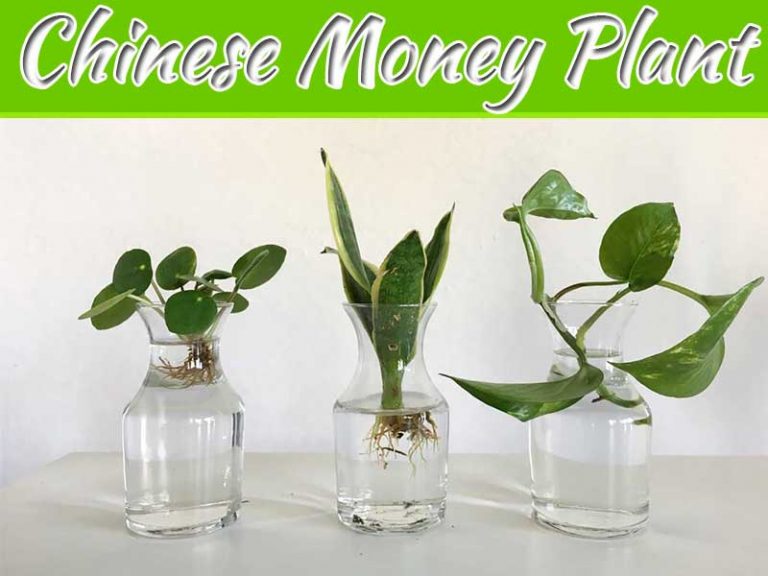 How To Propagate A Chinese Money Plant
