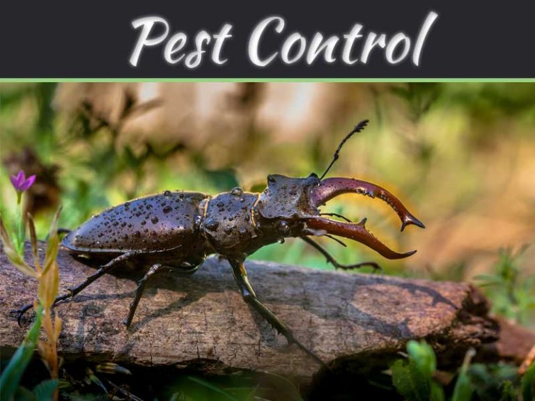 How To Be Pest Free This Holiday?