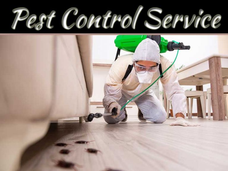 Suggestions For Selecting A Reliable Pest Management Service