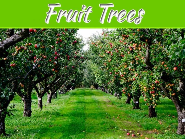 11 Most Popular Fruit Trees And Their Benefits