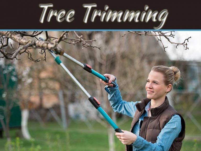 Tree Trimming Tips From The Pros: A Comprehensive Guide