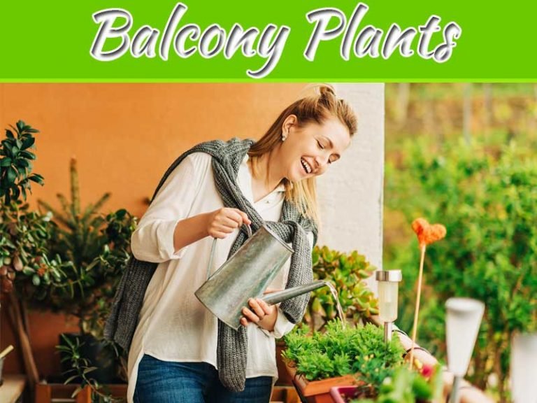 Balcony Plants Make Your Mind Calm And Bring Positivity
