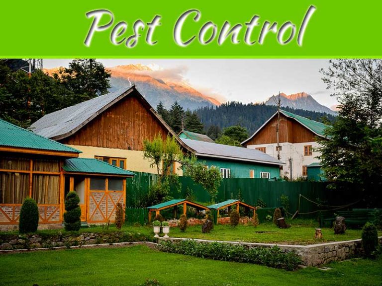 How To Deter And Prevent Mosquitoes From Breeding In Your Yard