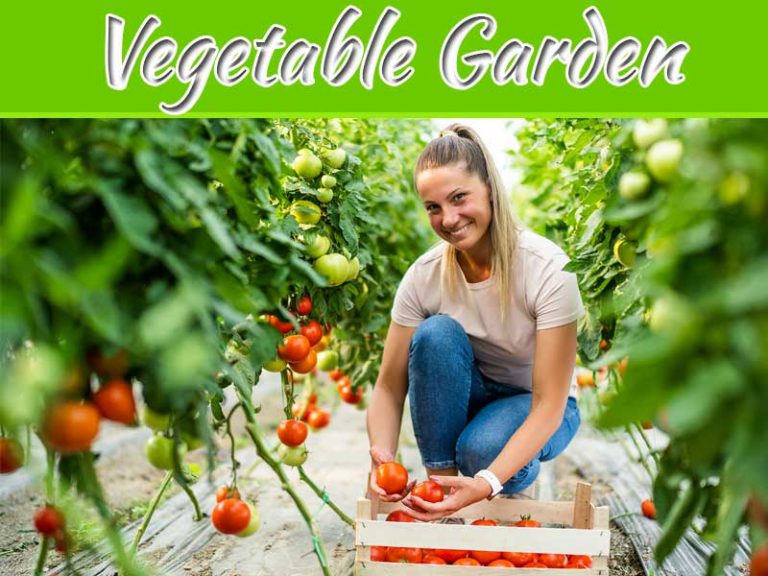 Vegetable Garden Ideas For 2023
