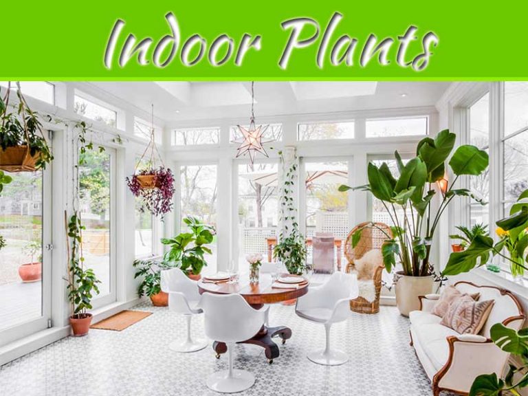 Natural Vibes: Incorporating Plants For Trendy Interior Decor