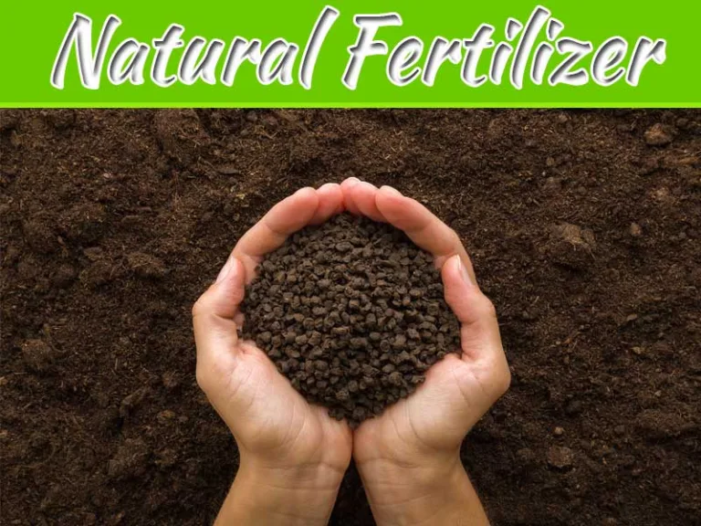 Nourishing Your Garden: The Benefits Of Chicken Manure Fertilizer