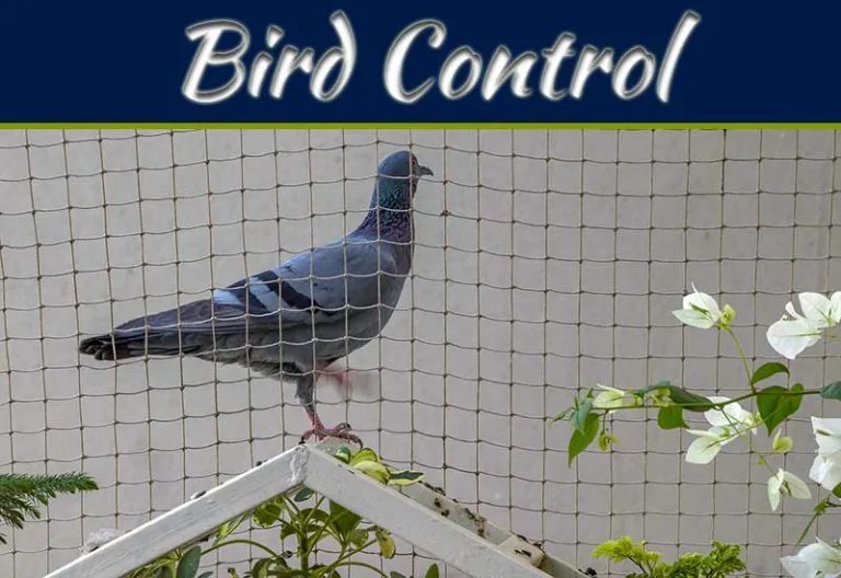 Keeping Your Marina Bird-Free: A Comprehensive Guide