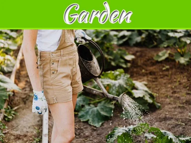 Reviving Your Garden: Tips For Drought Recovery