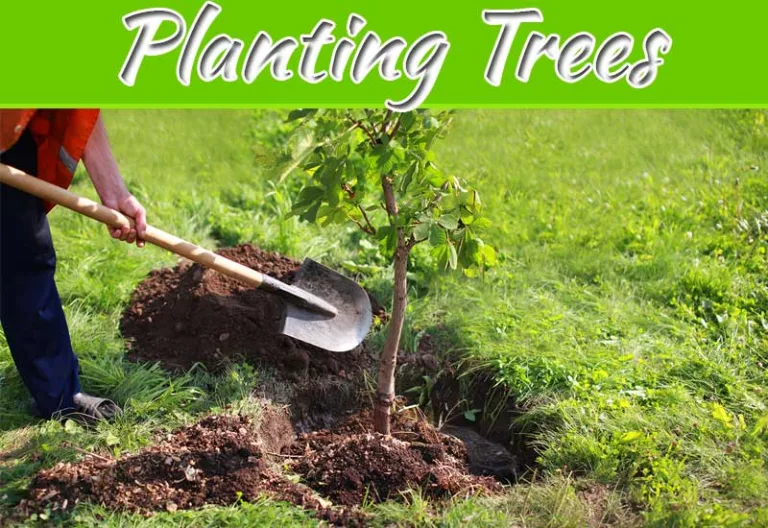 The Undeniable Benefits Of Planting Native Trees In Small Australian Gardens