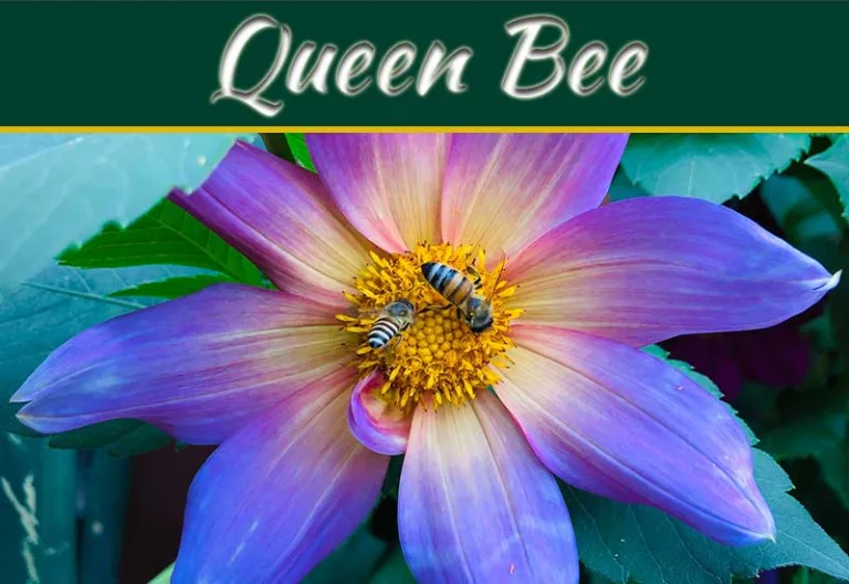 The Royal Radiance: Exploring The Majesty Of Queen Bee Skincare