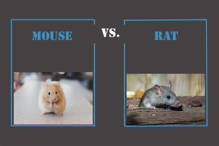 Mouse vs. Rat Infestations: Key Differences And Extermination Approaches