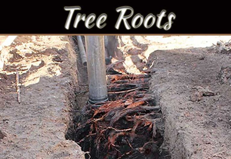 What To Do When Tree Roots Threaten Your Sewer Line