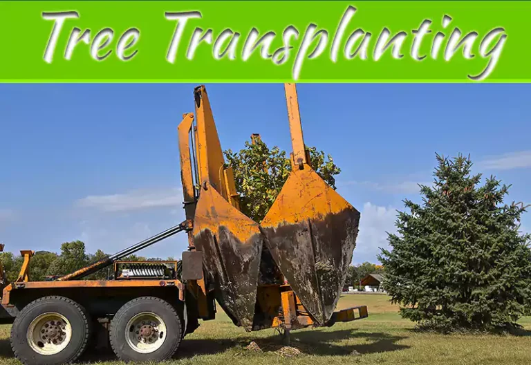 The Do’s And Don’ts Of Transplanting Trees
